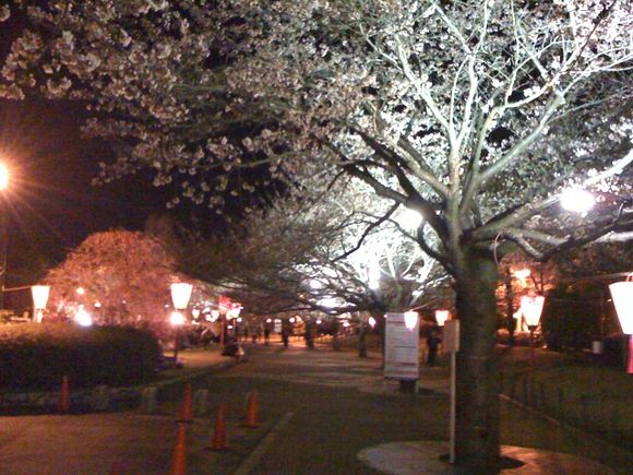 夜桜@茨城東海村