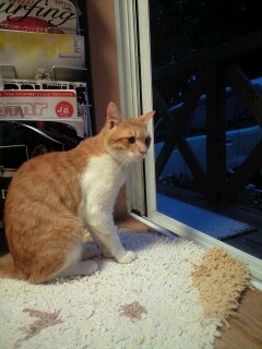 いわき市役所近くで猫を保護しました。