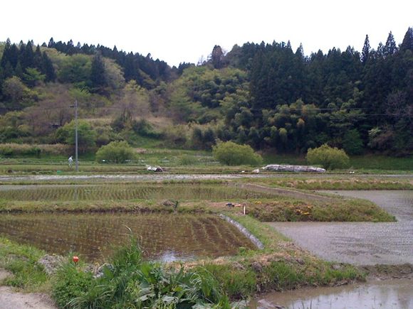 カブトムシ自然王国で田植え！