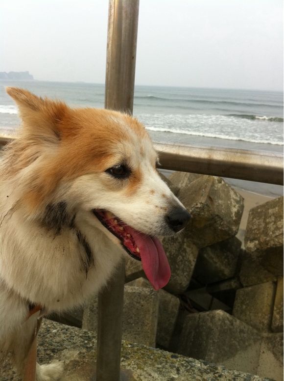 Leyonaとチキントマトカレーと夕方の海